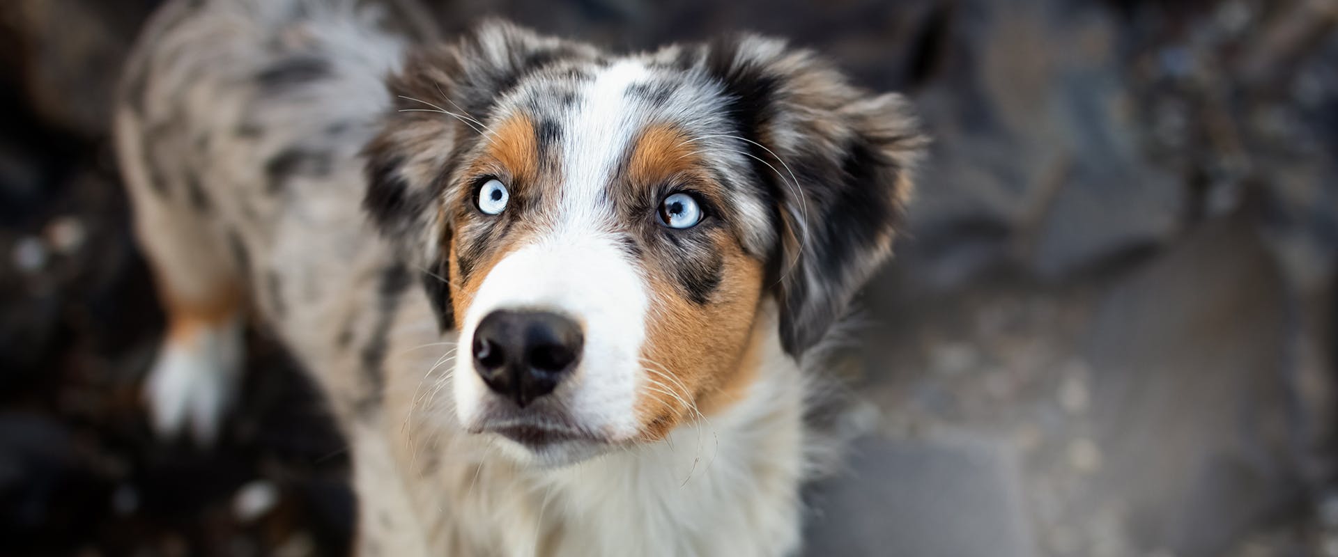 Badass dog names for australian best sale shepherd